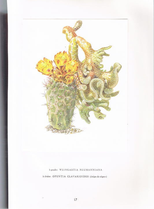 1954 Dead Mans' finger Weingartia Cactus print