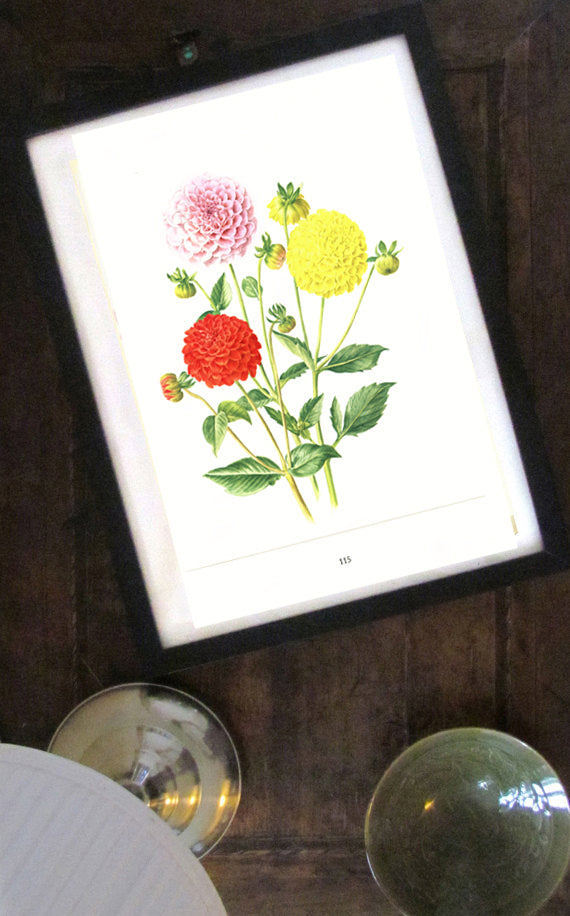 1964 Illustration botanique de Dahlias pompons