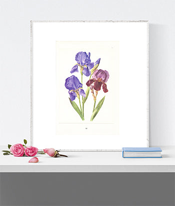 1964 Purple iris botanical print
