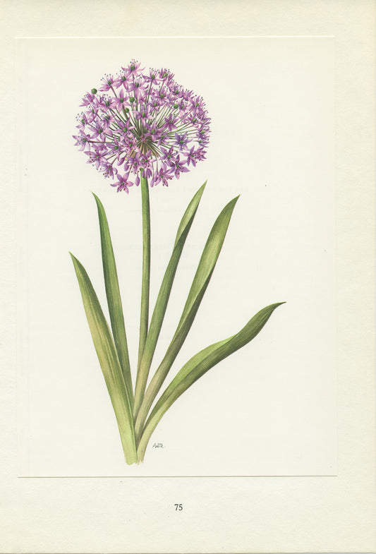 1964 Purple Allium flower print