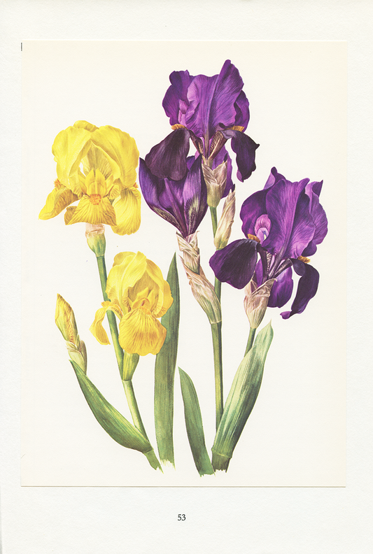 1964 Purple and yellow iris botanical print