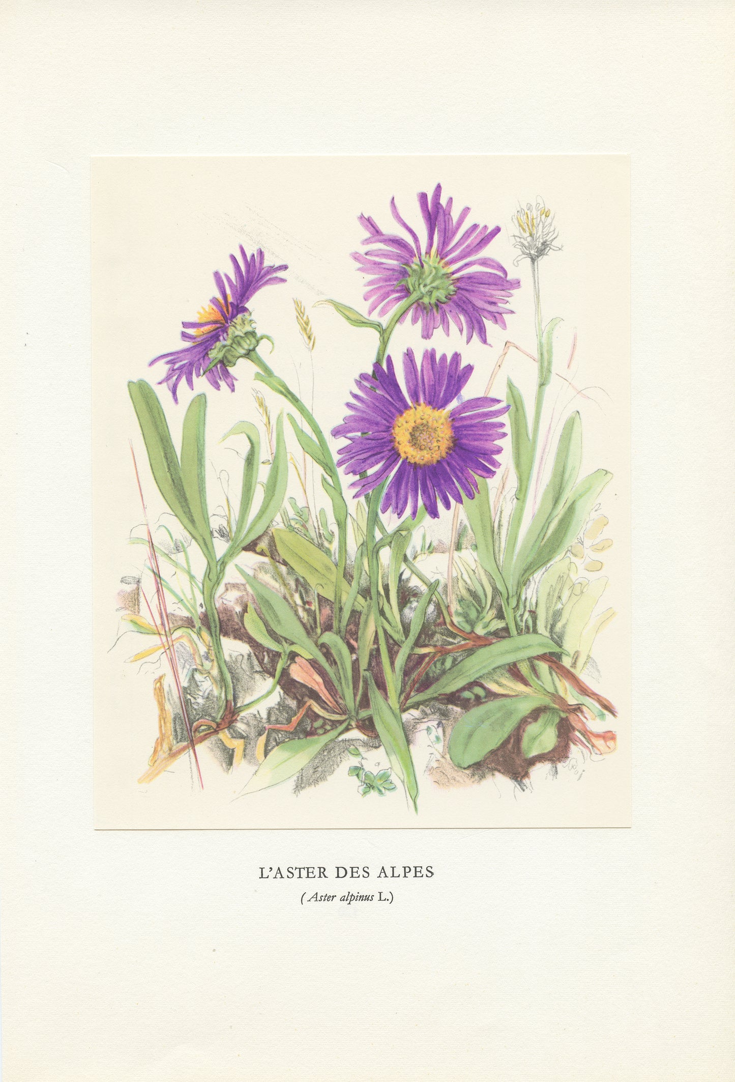 1959 Blue Alpine Daisy botanical print