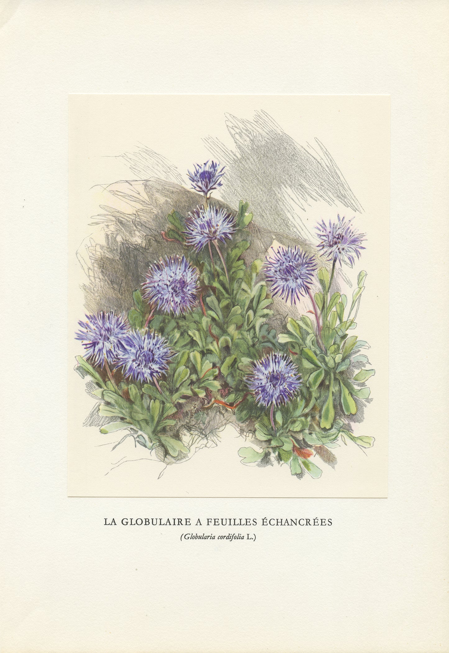 1959 Globularia Cordifolia botanical print