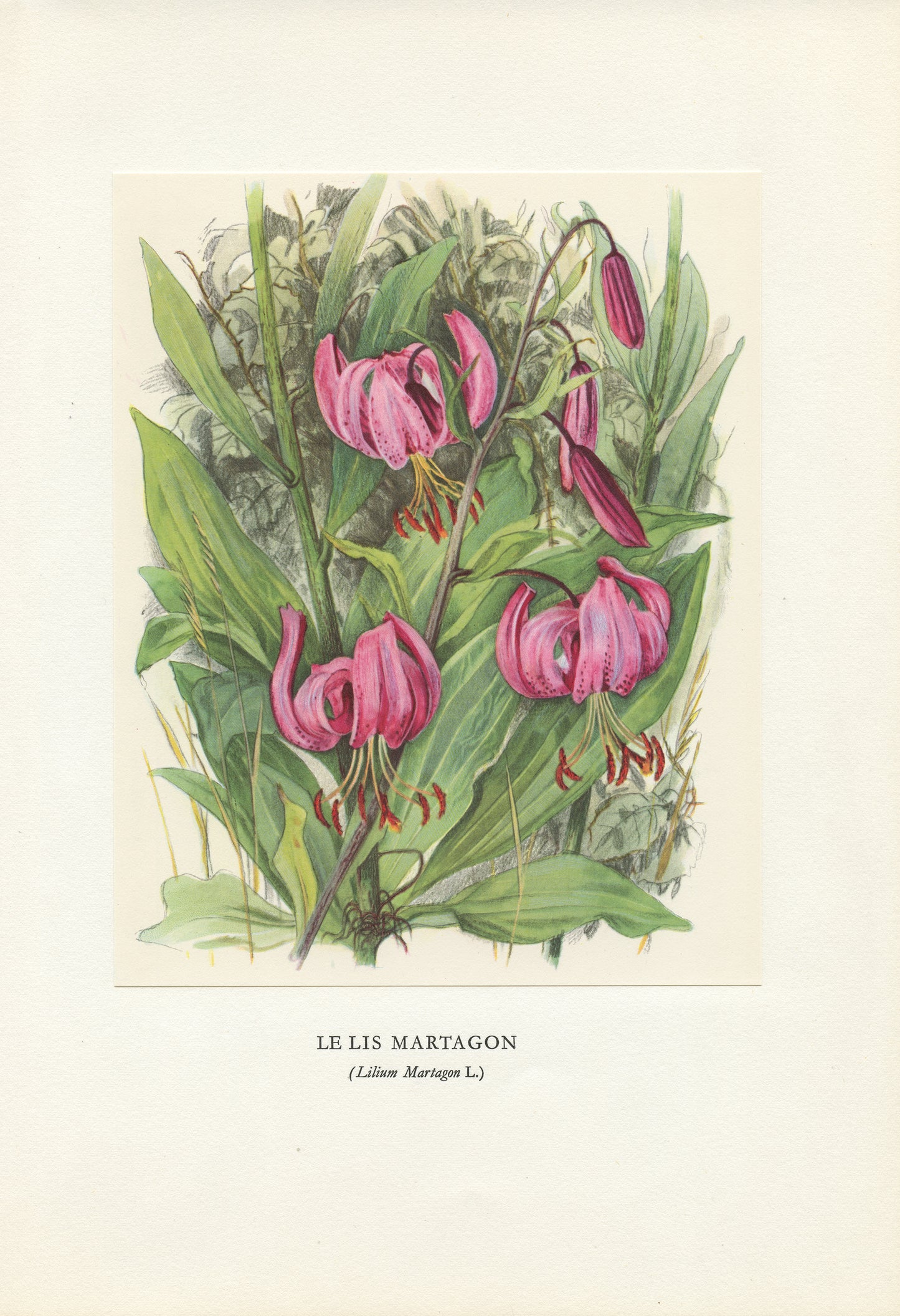 1959 Martagon lilies botanical print