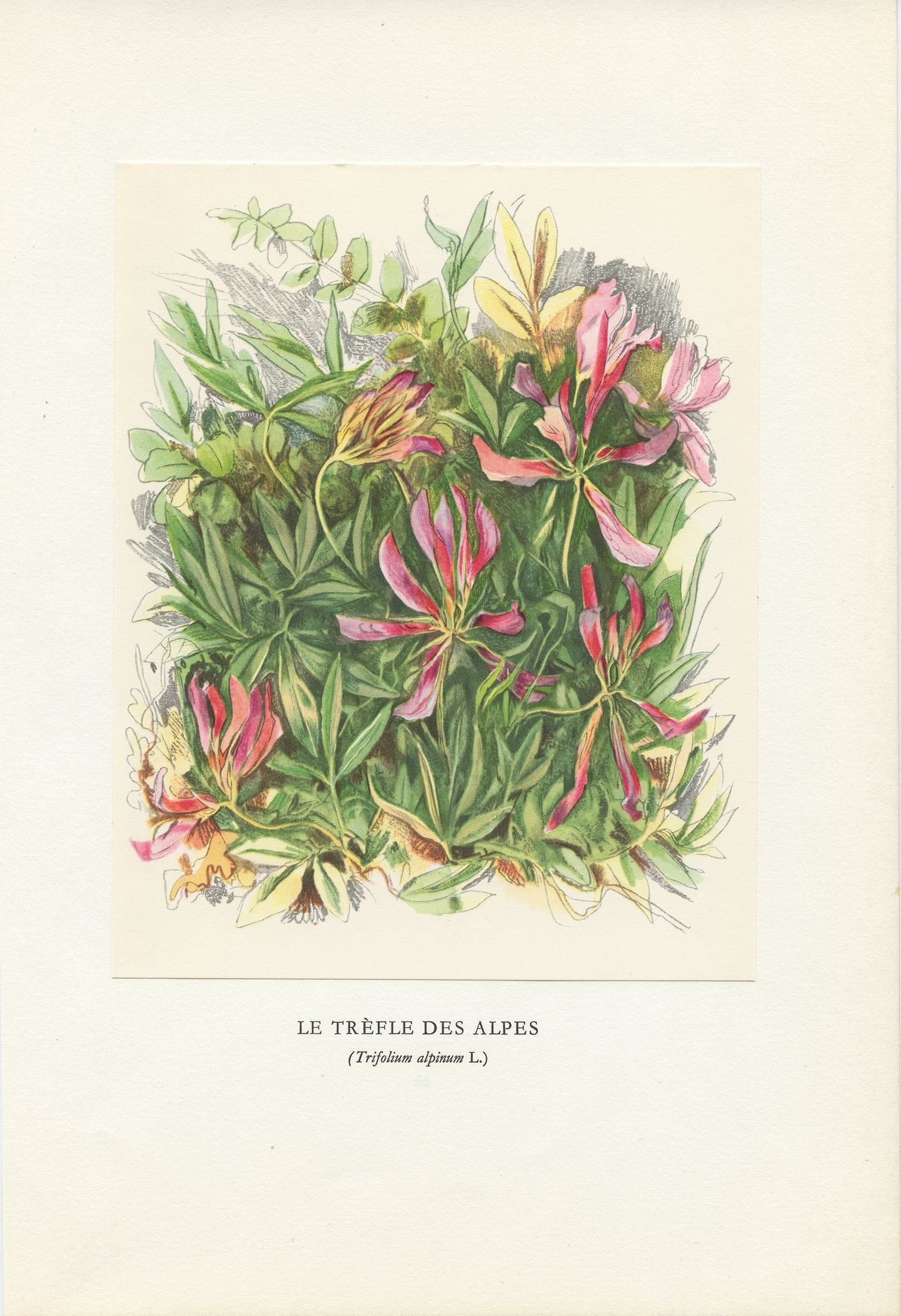 1959 Illustration de trèfle des Alpes