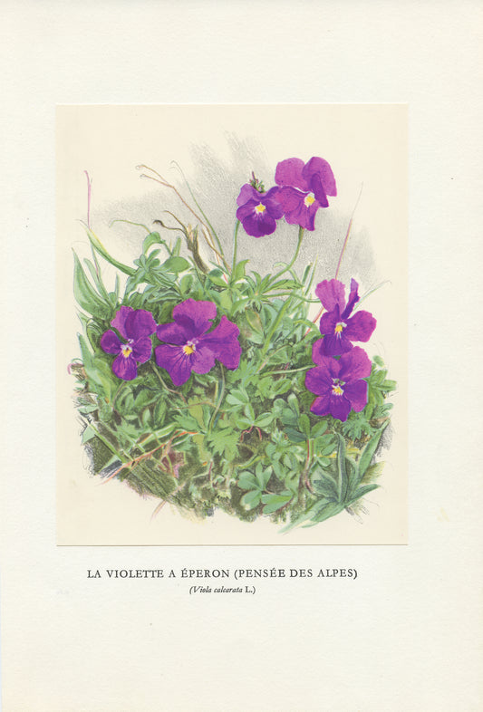 1959 Mountain violet botanical print