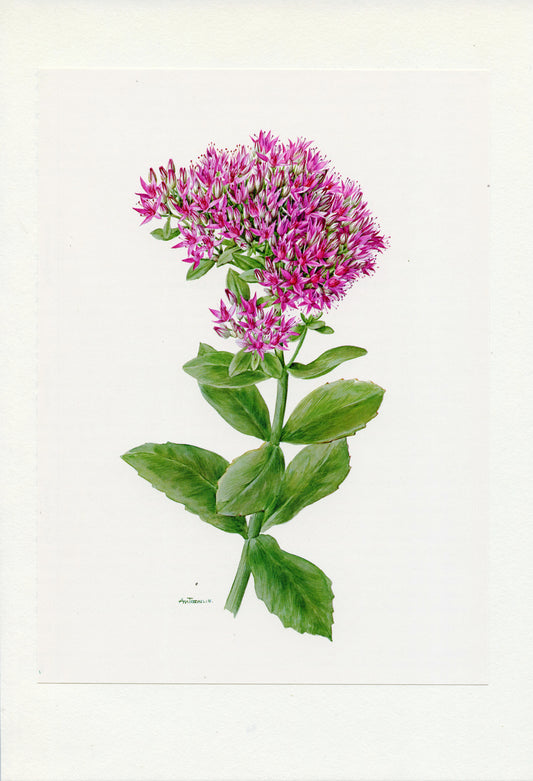 1972 Illustration botanique de sedum hybride rose