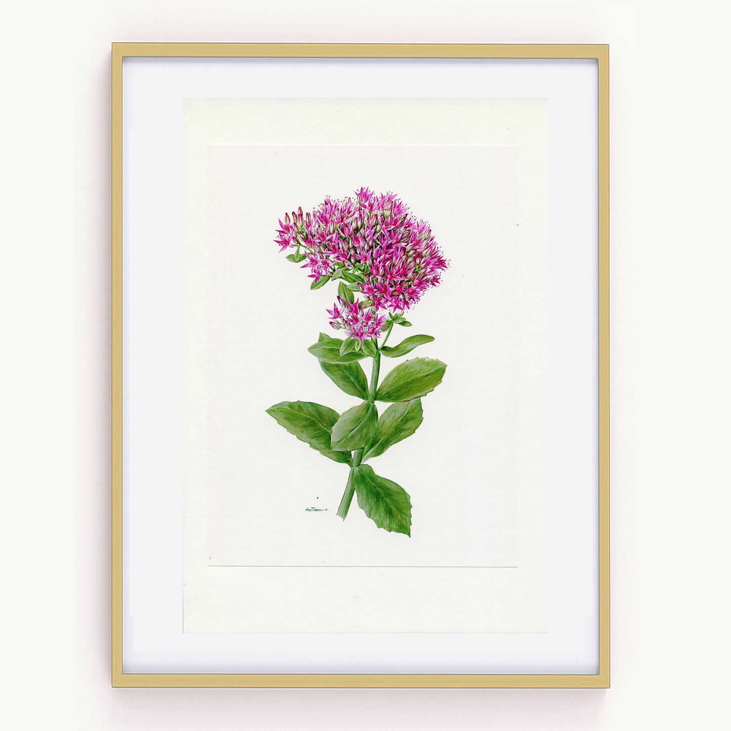 1972 Illustration botanique de sedum hybride rose