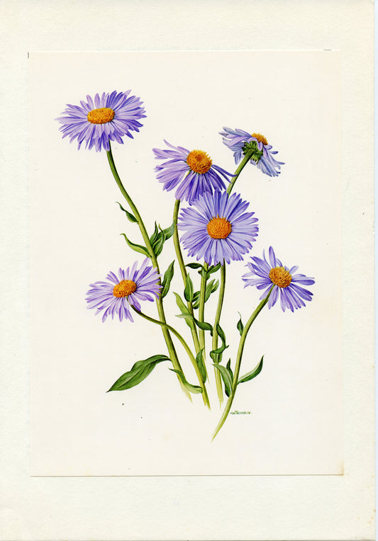 1972 Illustration botanique de vergerette hybride bleue Erigeron