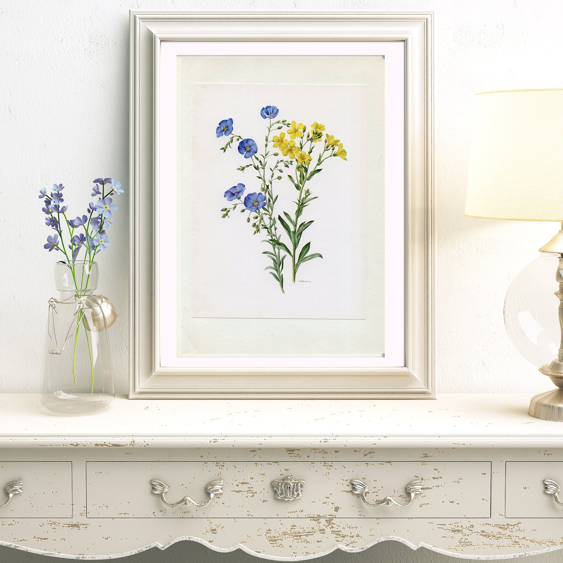 1964 Anglica Iris Botanical Print