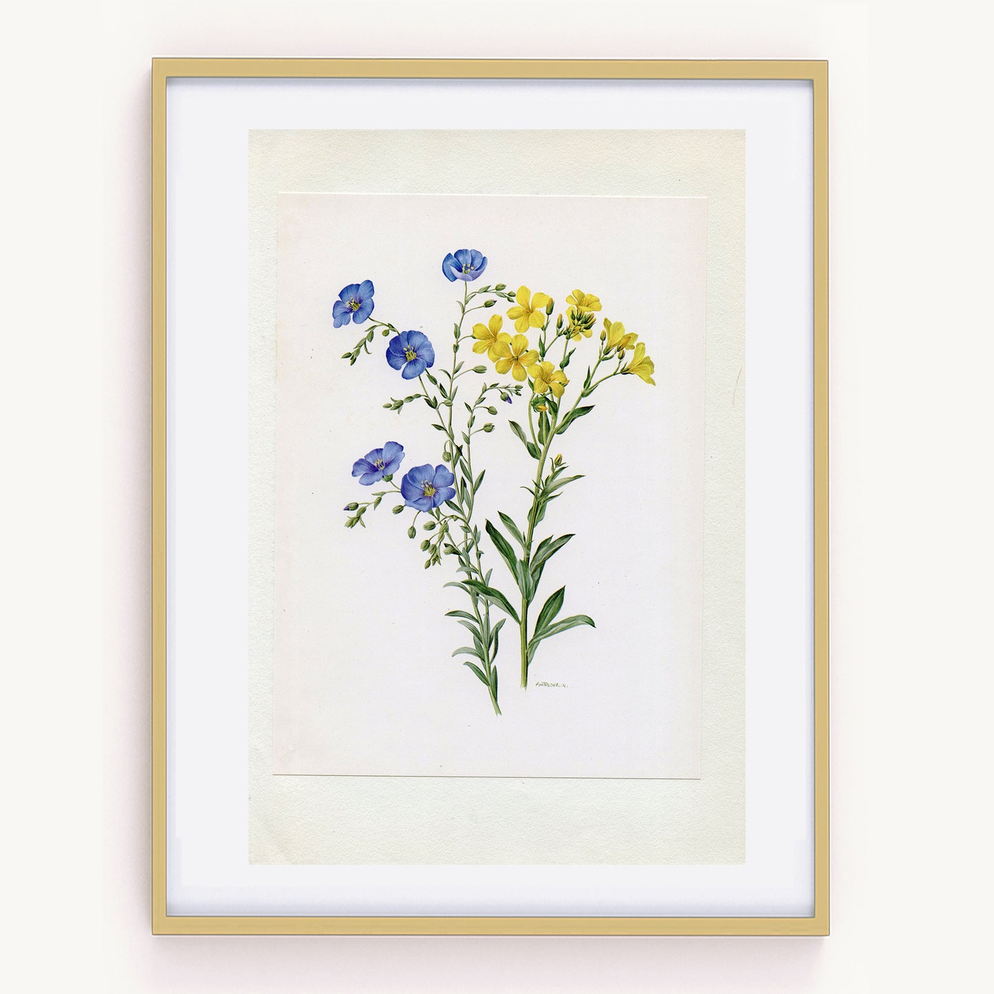 1972 Illustration botanique de lins bleus et jaunes