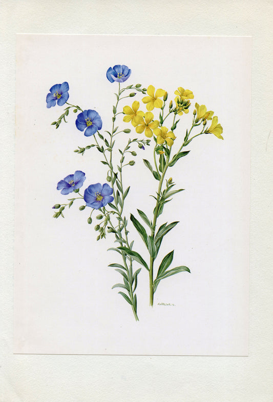 1972 Illustration botanique de lins bleus et jaunes