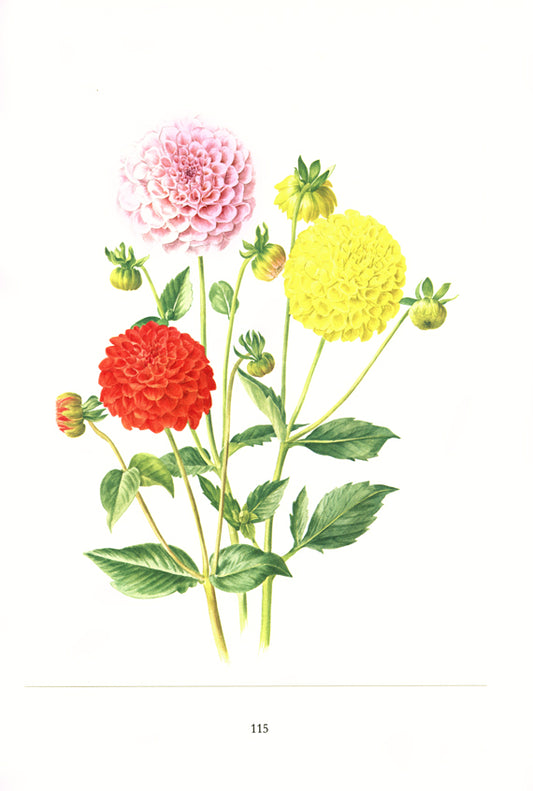 1964 Red yellow pink pom pom Dahlia botanical print