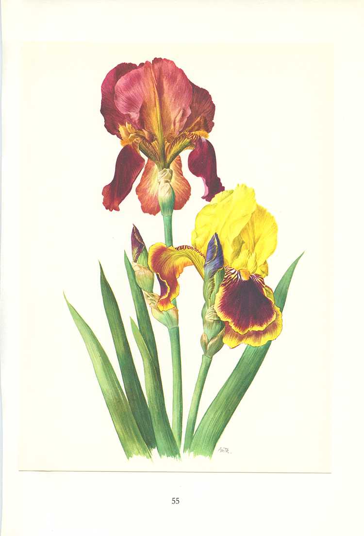 1964 Illustration botanique d'Iris rouges et jaunes
