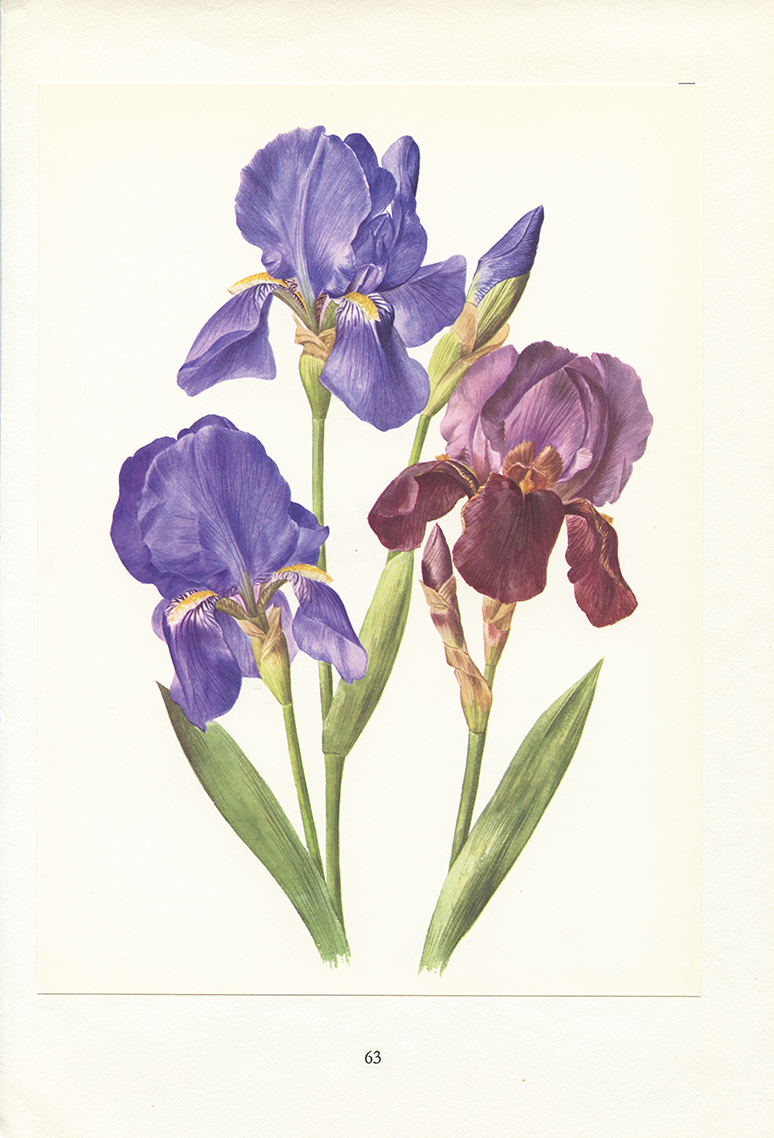 1964 Purple iris botanical print