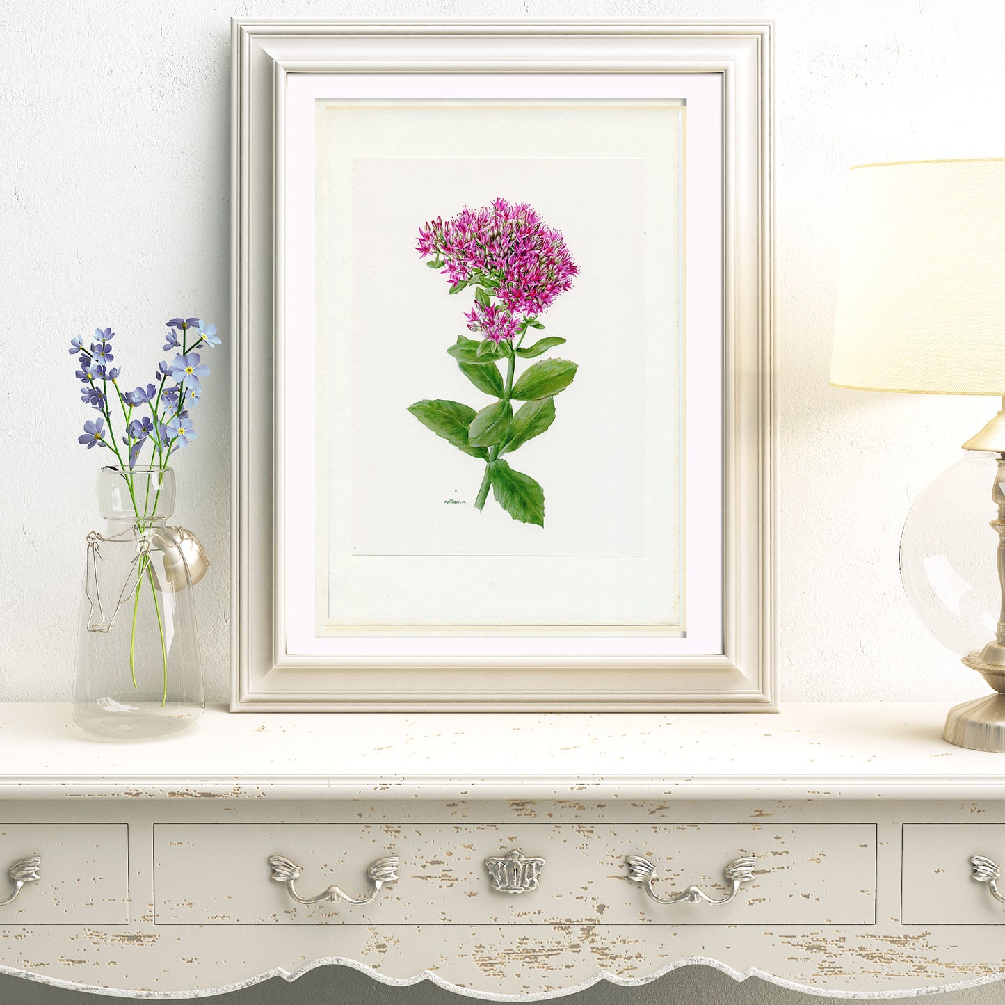 1972 Illustration botanique de sedum hybride rose
