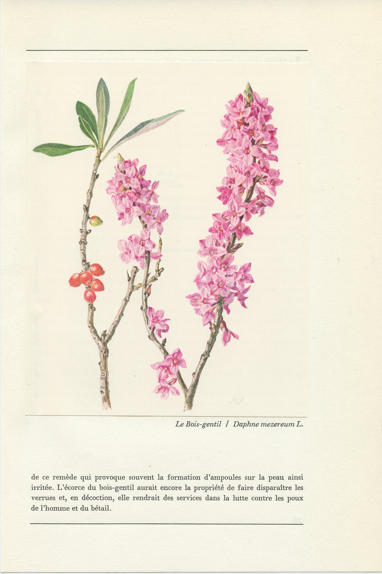 1959 Spurge laurel Daphne Mezereum botanical print