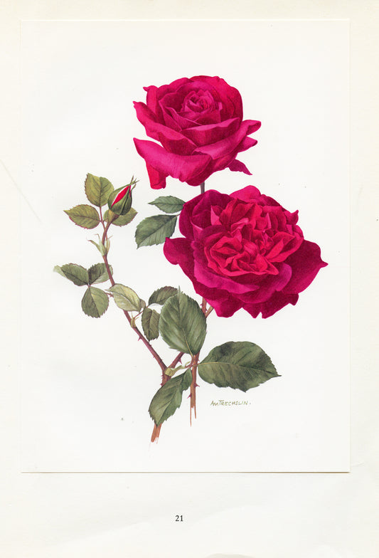 1962 Hadley Roses botanical print