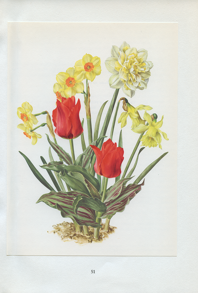 1964 White Daffodil & red tulip botanical