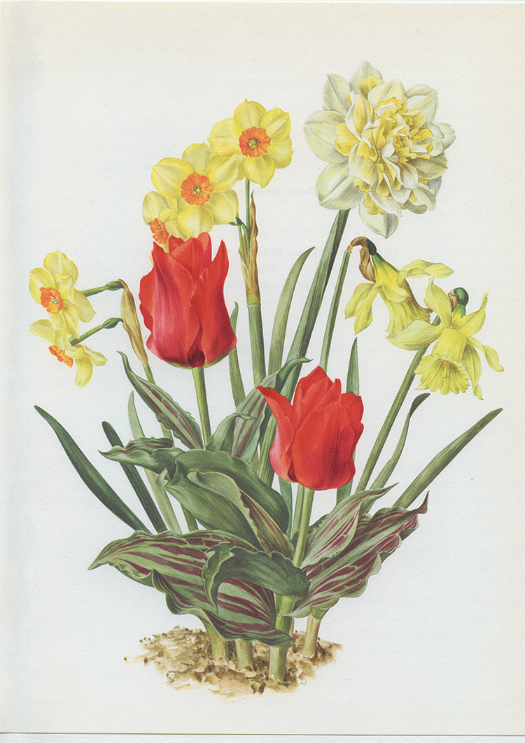 1964 White Daffodil & red tulip botanical