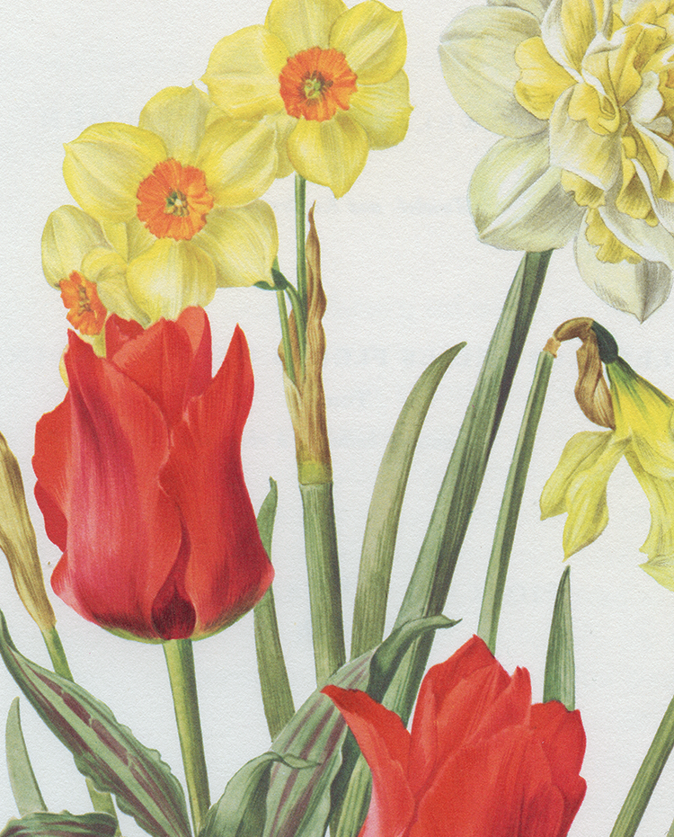 1964 White Daffodil & red tulip botanical