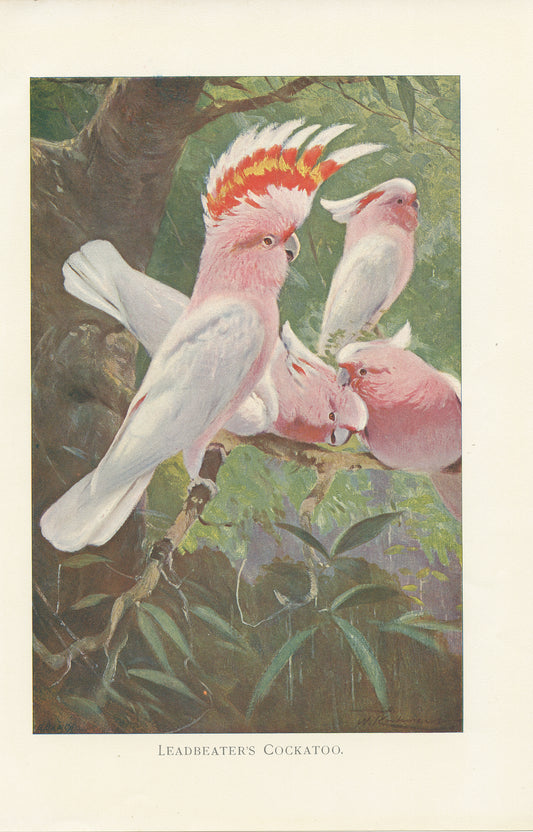 1916 Leadbetter's Cockatoo bird print