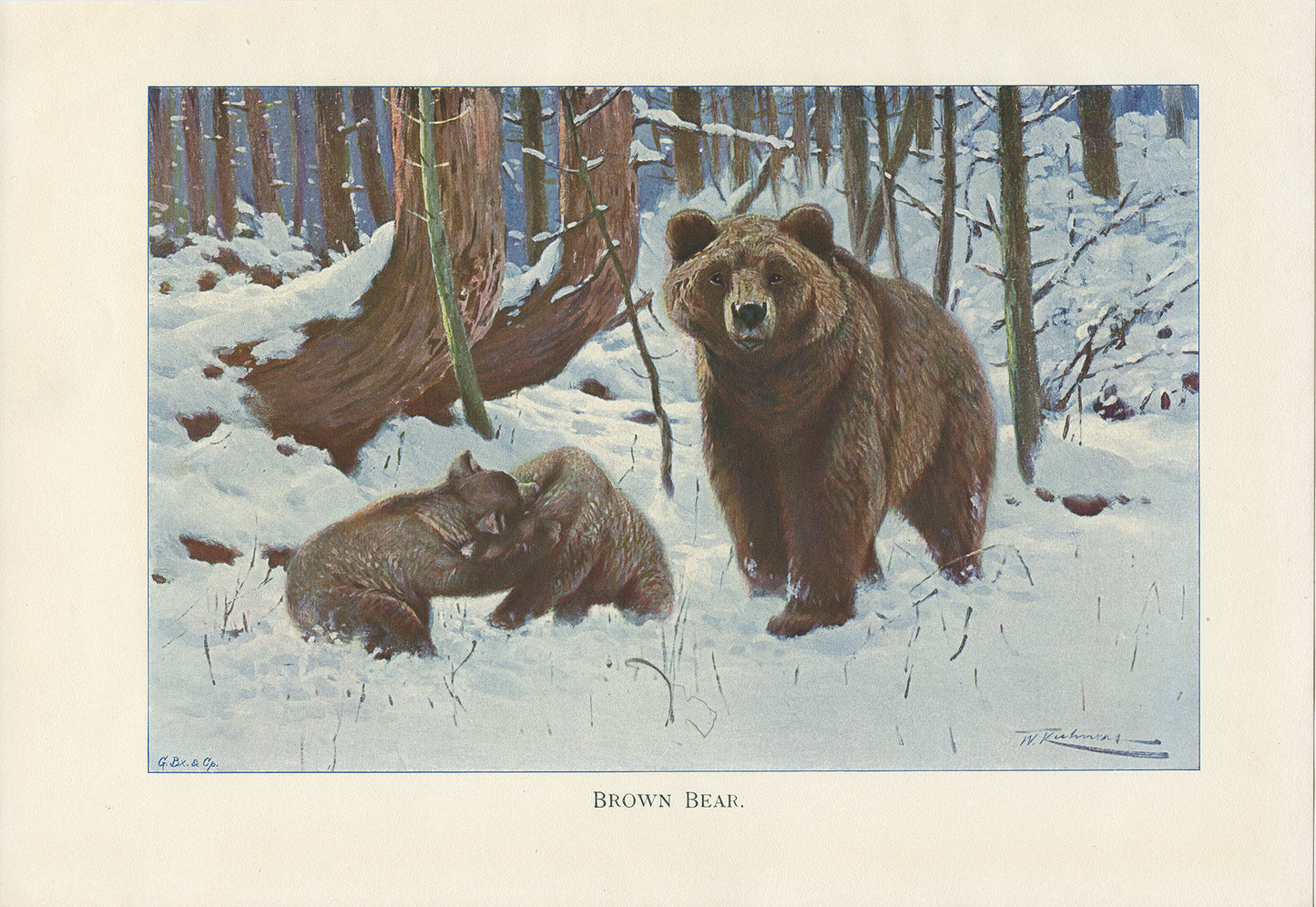 1916 Brown Bear poster with cubs