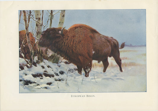 1916 Bison print