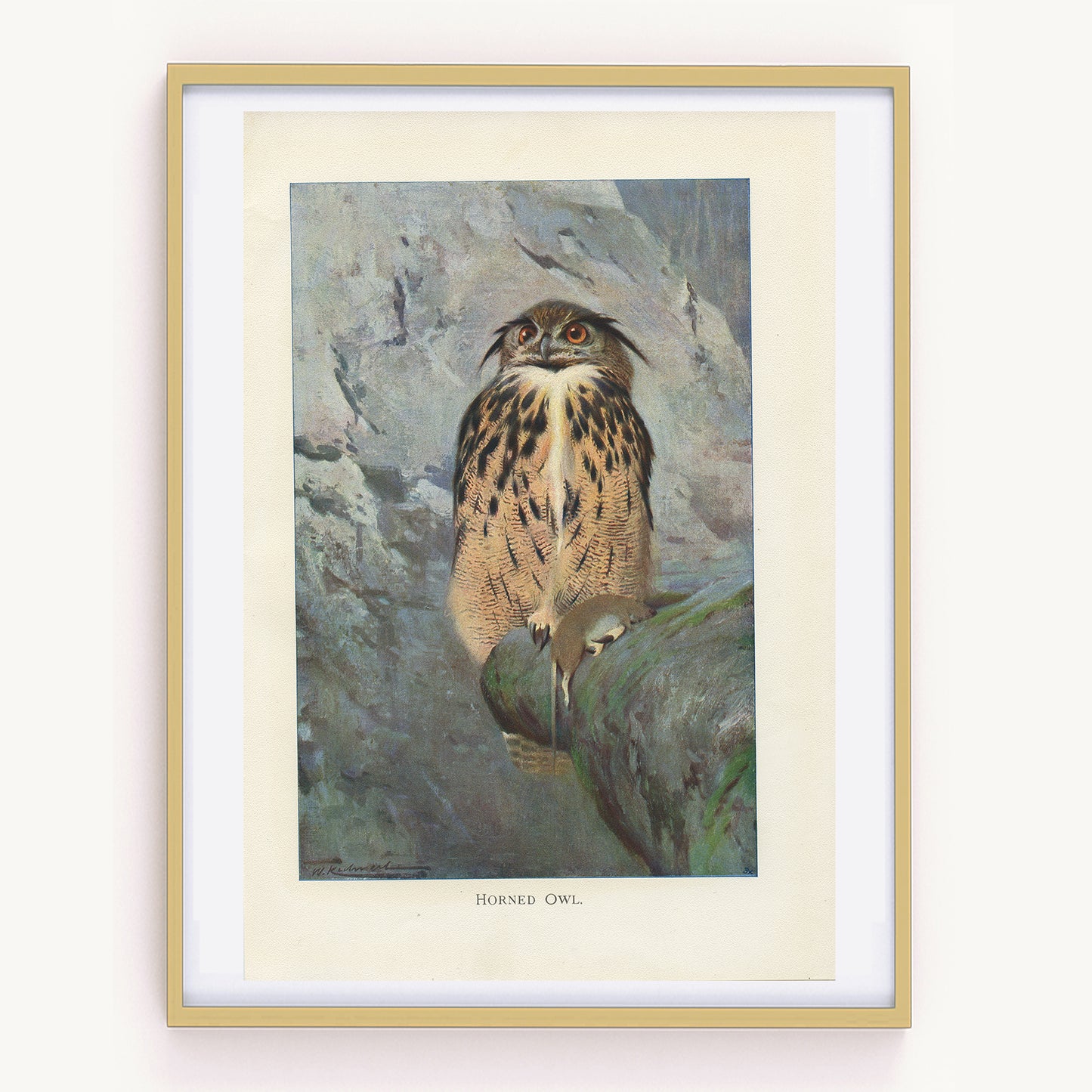 1916 Horned Owl Print by Lydekker