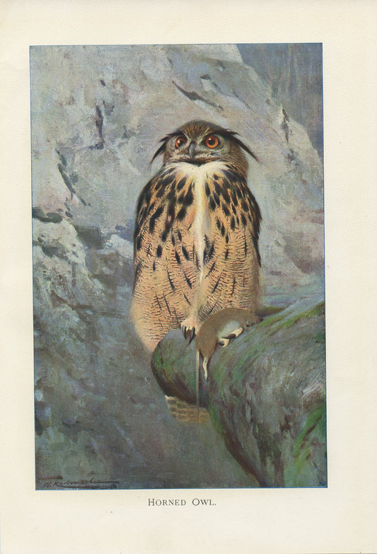 1916 Horned Owl Print by Lydekker