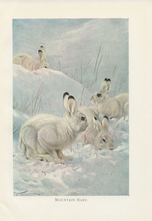 1916 Mountain Hare Print - Lydekker