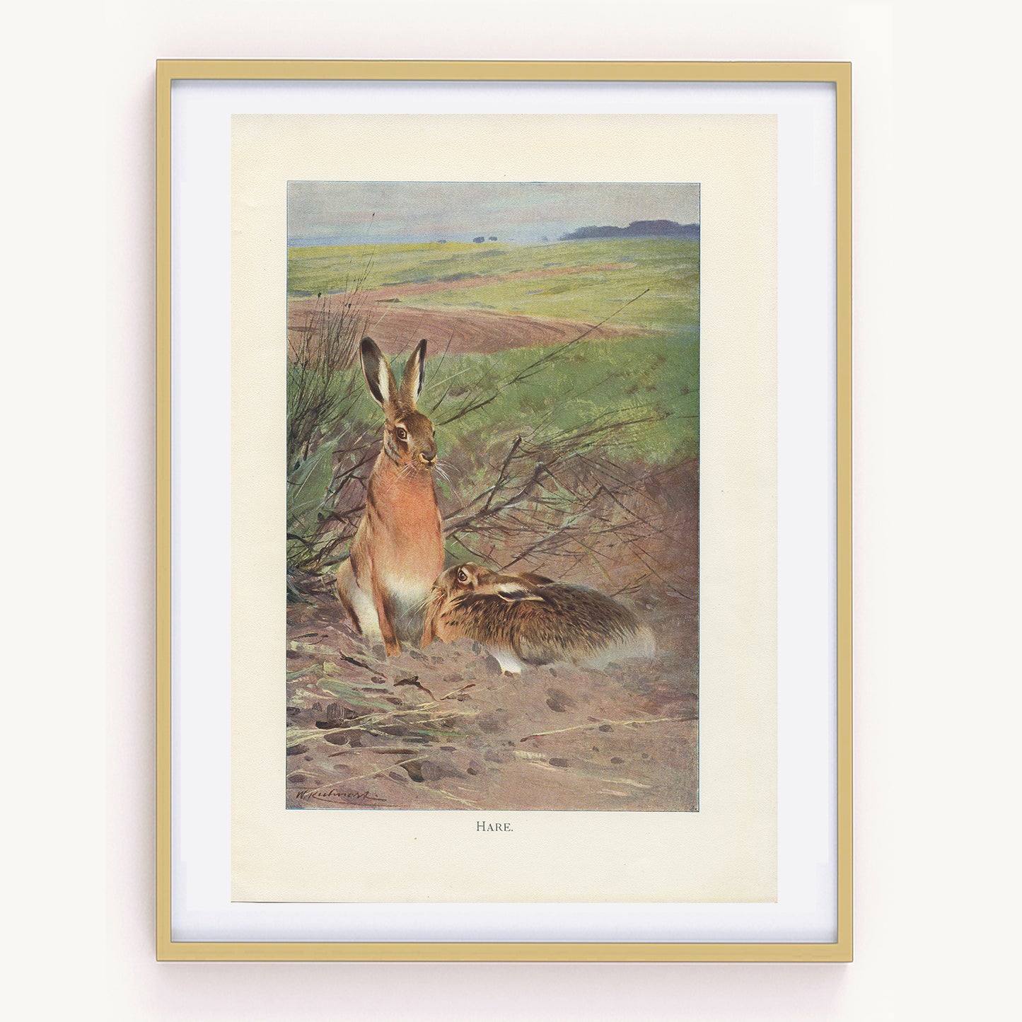 1916 Hare Print - Lydekker