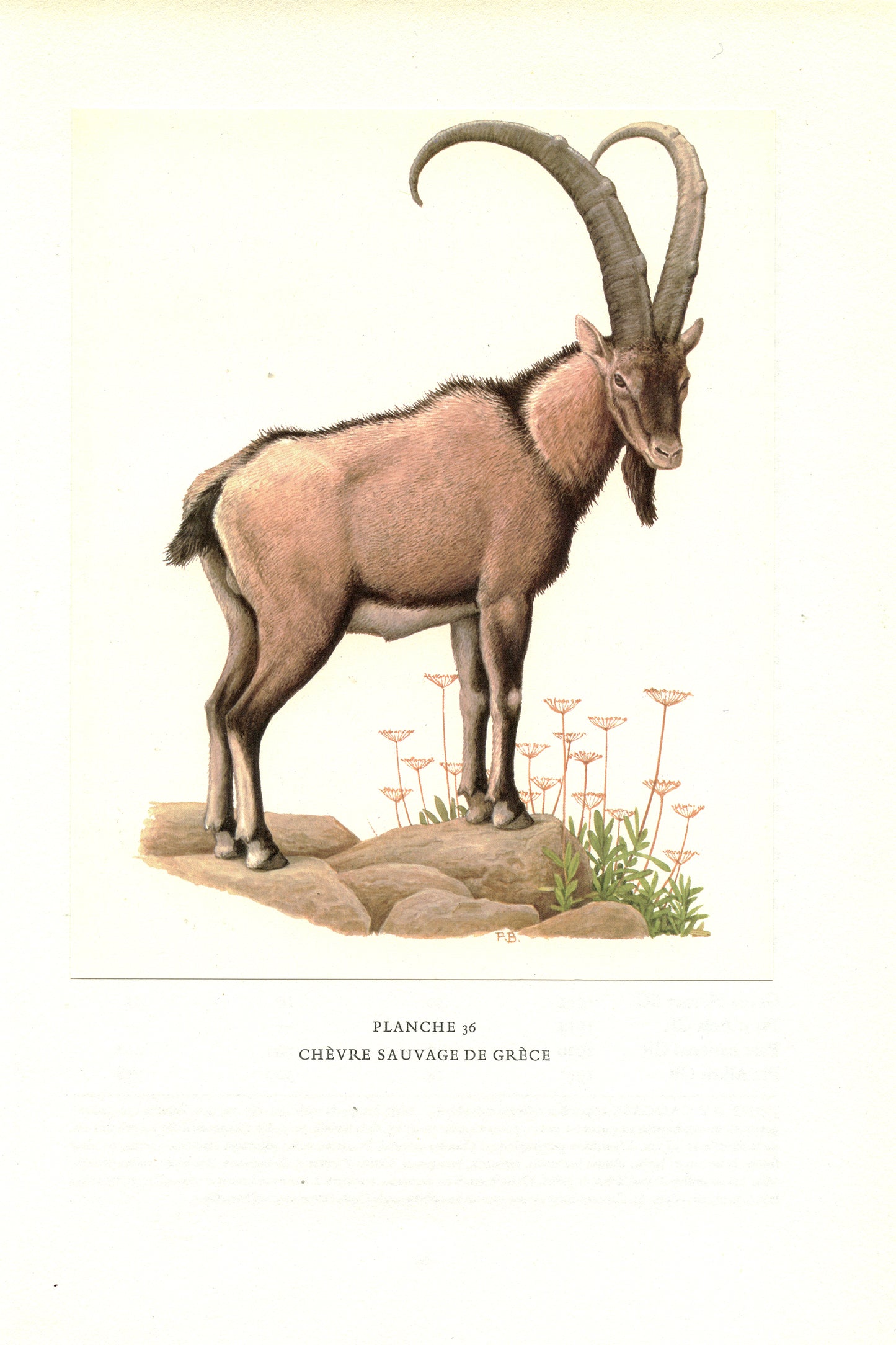 1970 Kri-kri Cretan Goat Print