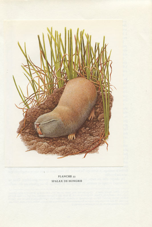 1970 Spalax Mole Rat Print by Paul Barruel