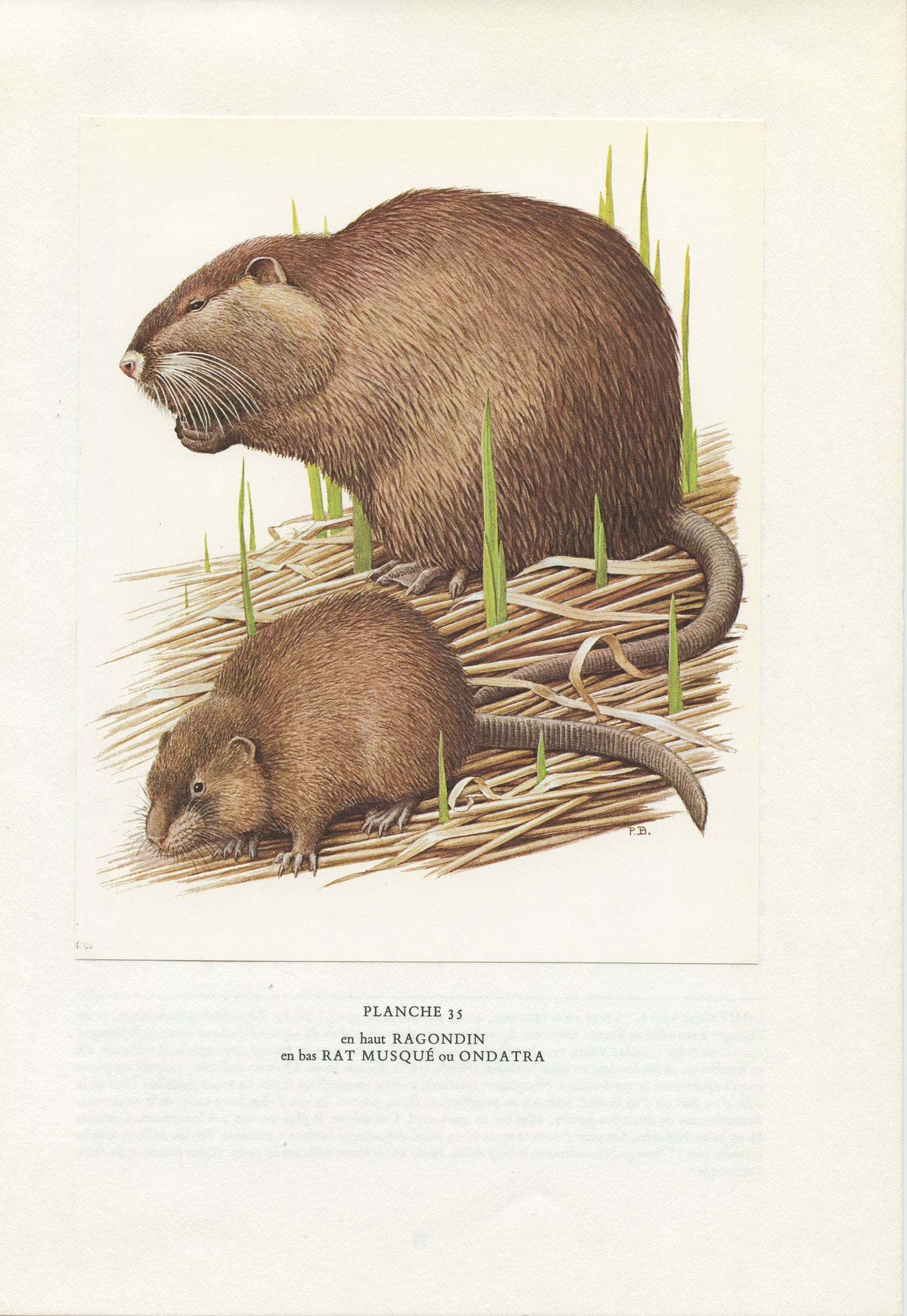 1970 Nutria & muskrat print
