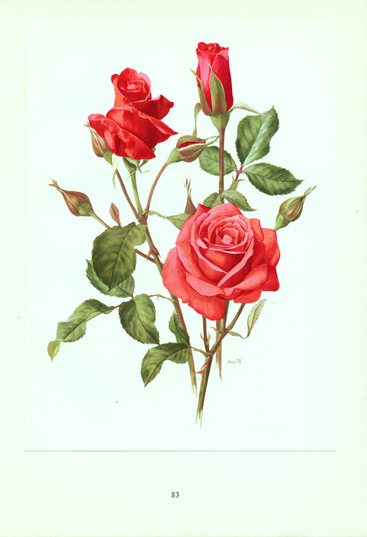 1962 Montezuma Roses botanical print
