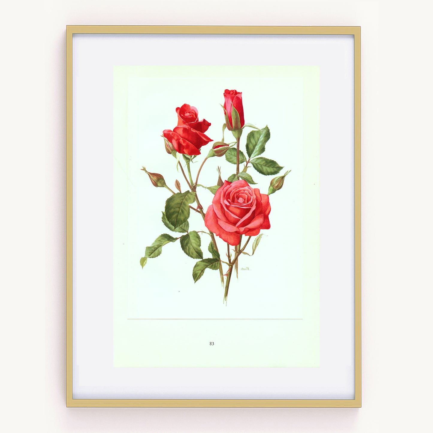 1962 Illustration de rose rouge Montezuma