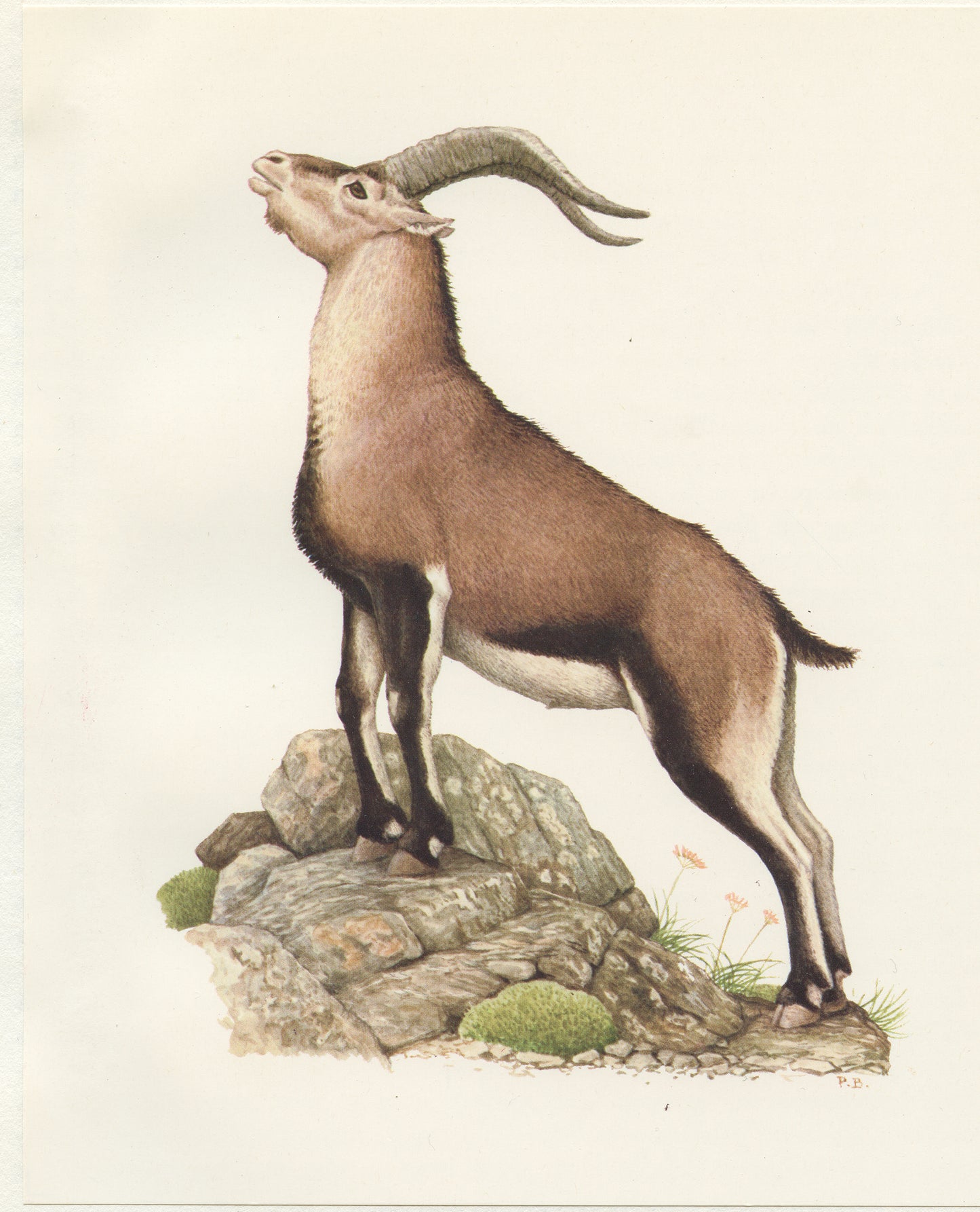 1970 Iberian Ibex Print