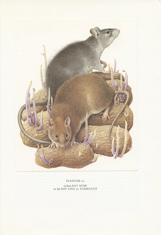 1970 Black & brown  Rat Print by Paul Barruel