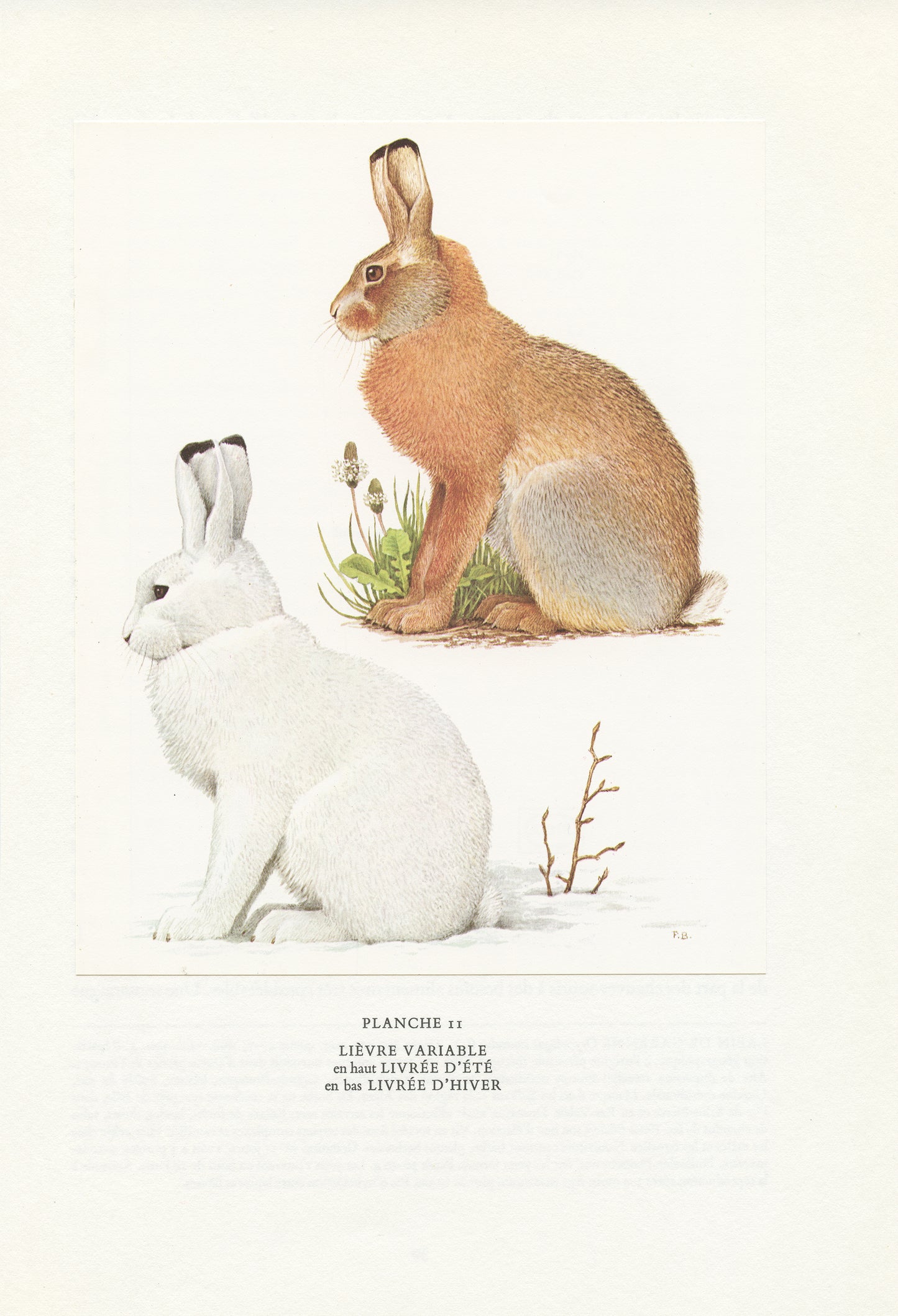 1970 Illustration de lièvre variable