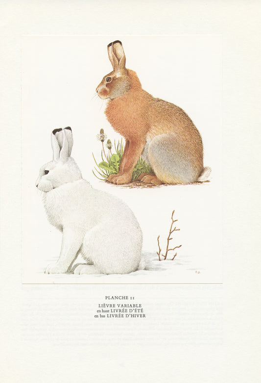 1970 Vintage mountain hare