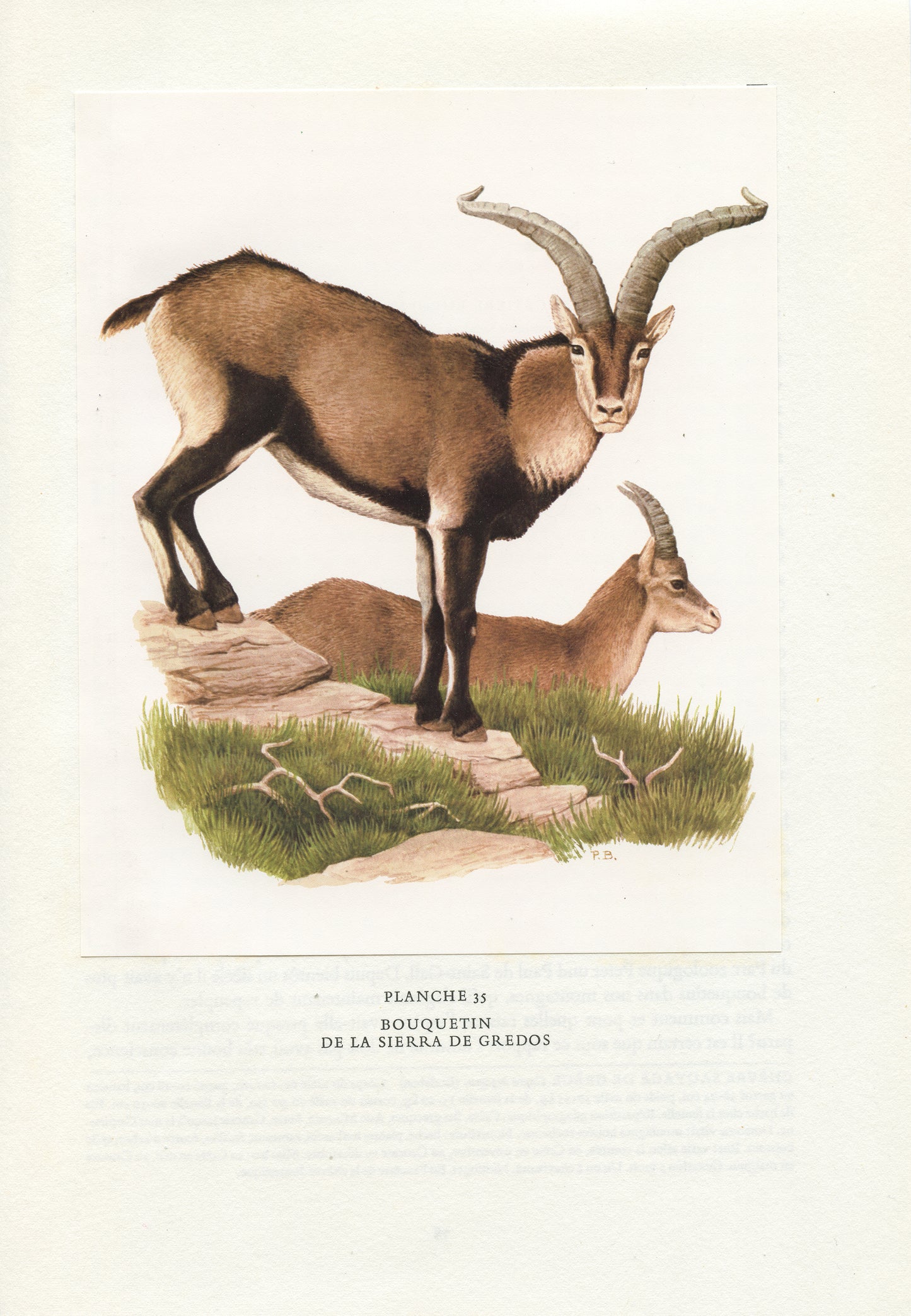 1970 Illustration de Bouquetins de la Sierra de Gredos