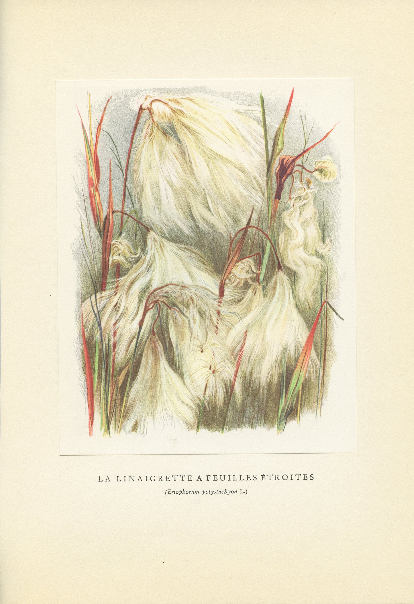 1959 Illustration de Linaigrette à feuilles étroites