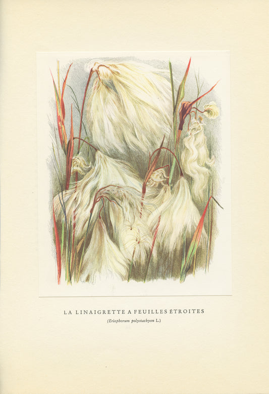 1959 White cottongrass botanical print