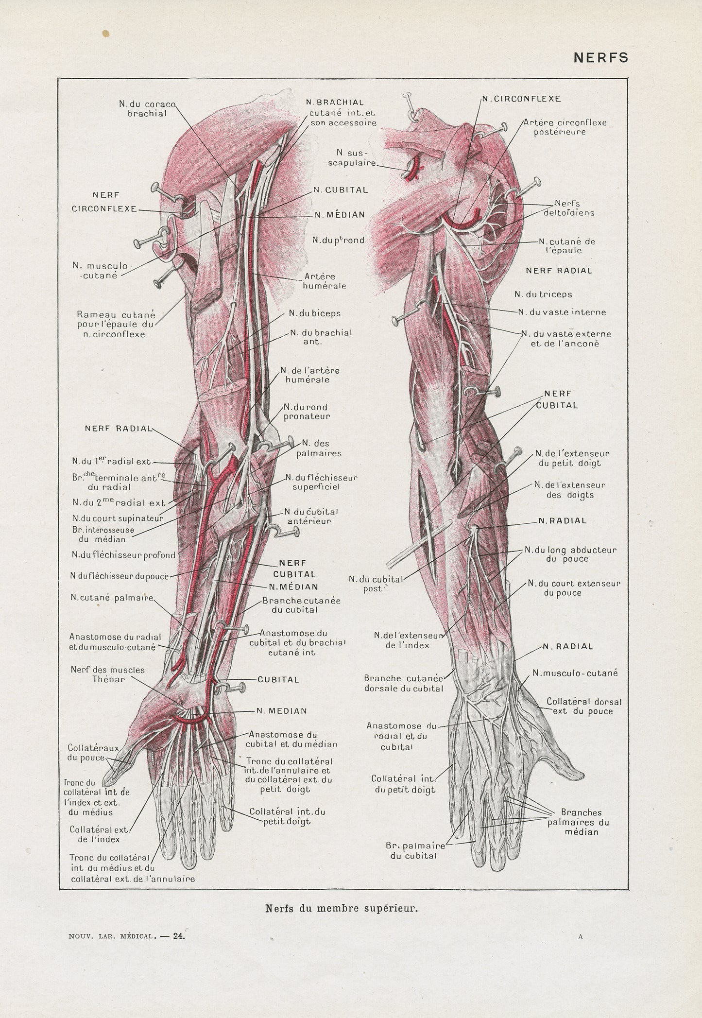 1962 Nerves Medical Prints