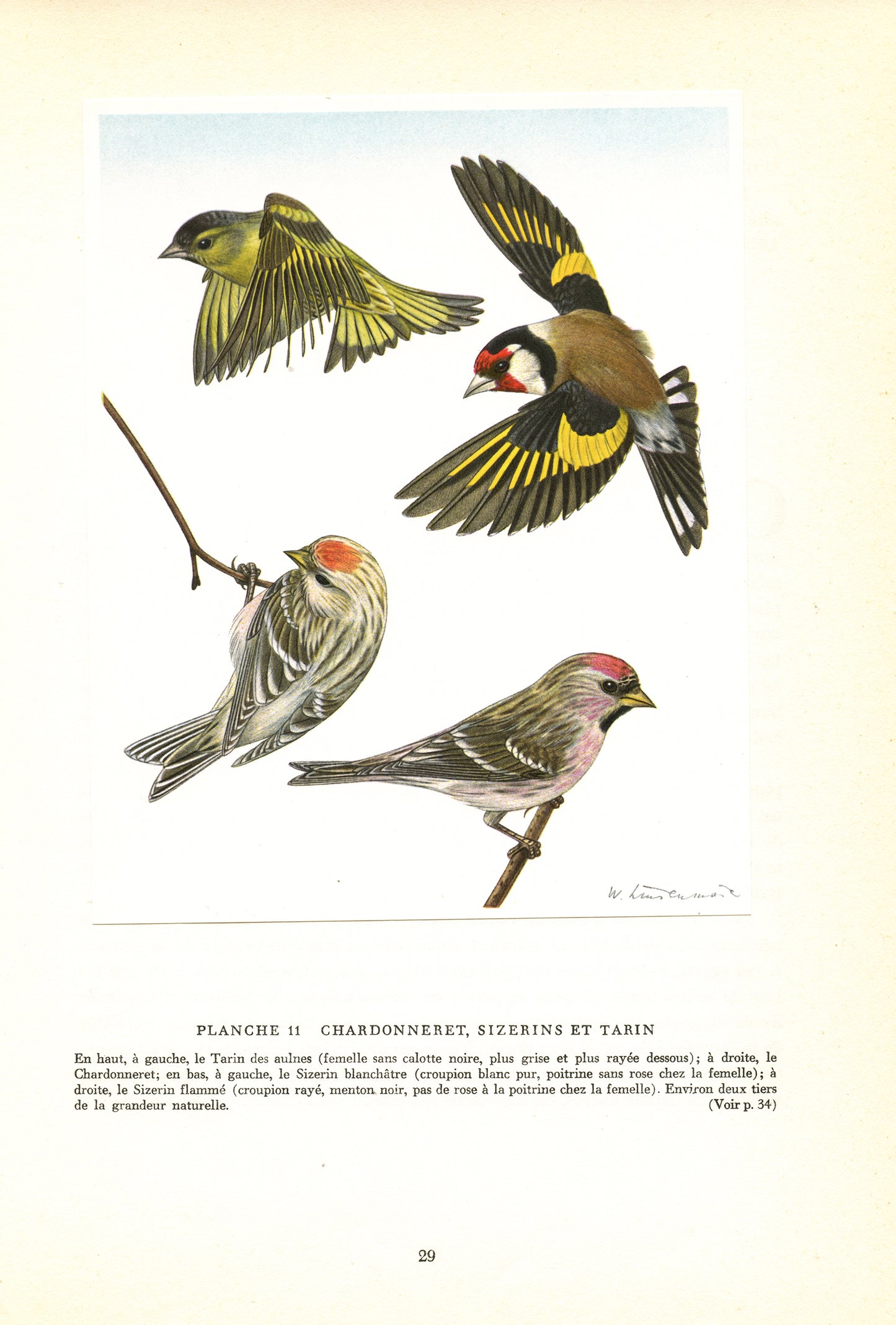 1961 Illustration de Tarin, Chardonneret et sizerins 