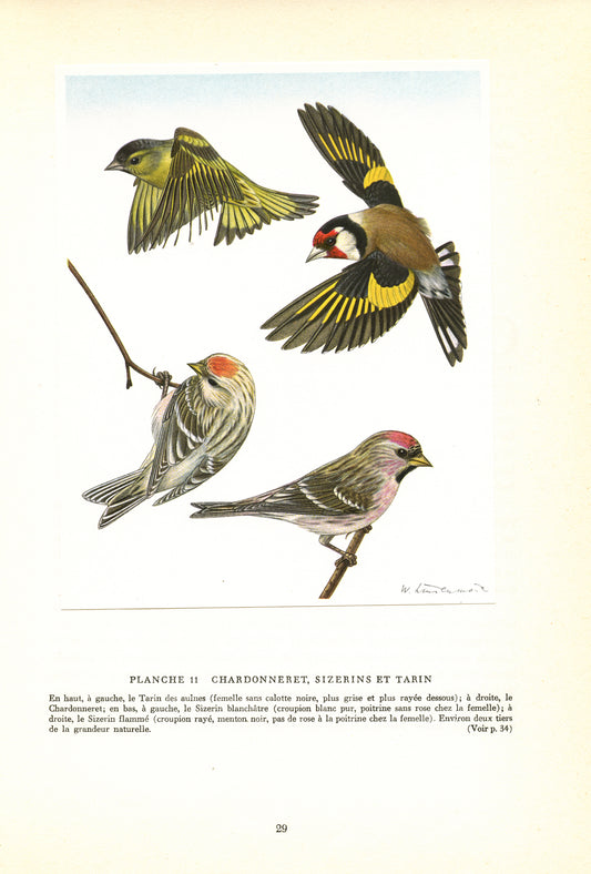 1961 Goldfinch, siskin & redpoll bird print