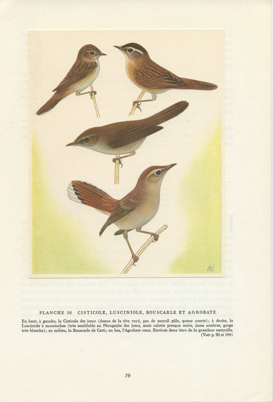1961 Scrub robin & warbler birds print