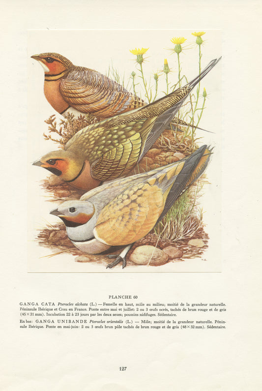 1960 Vintage sandgrouse bird illustration