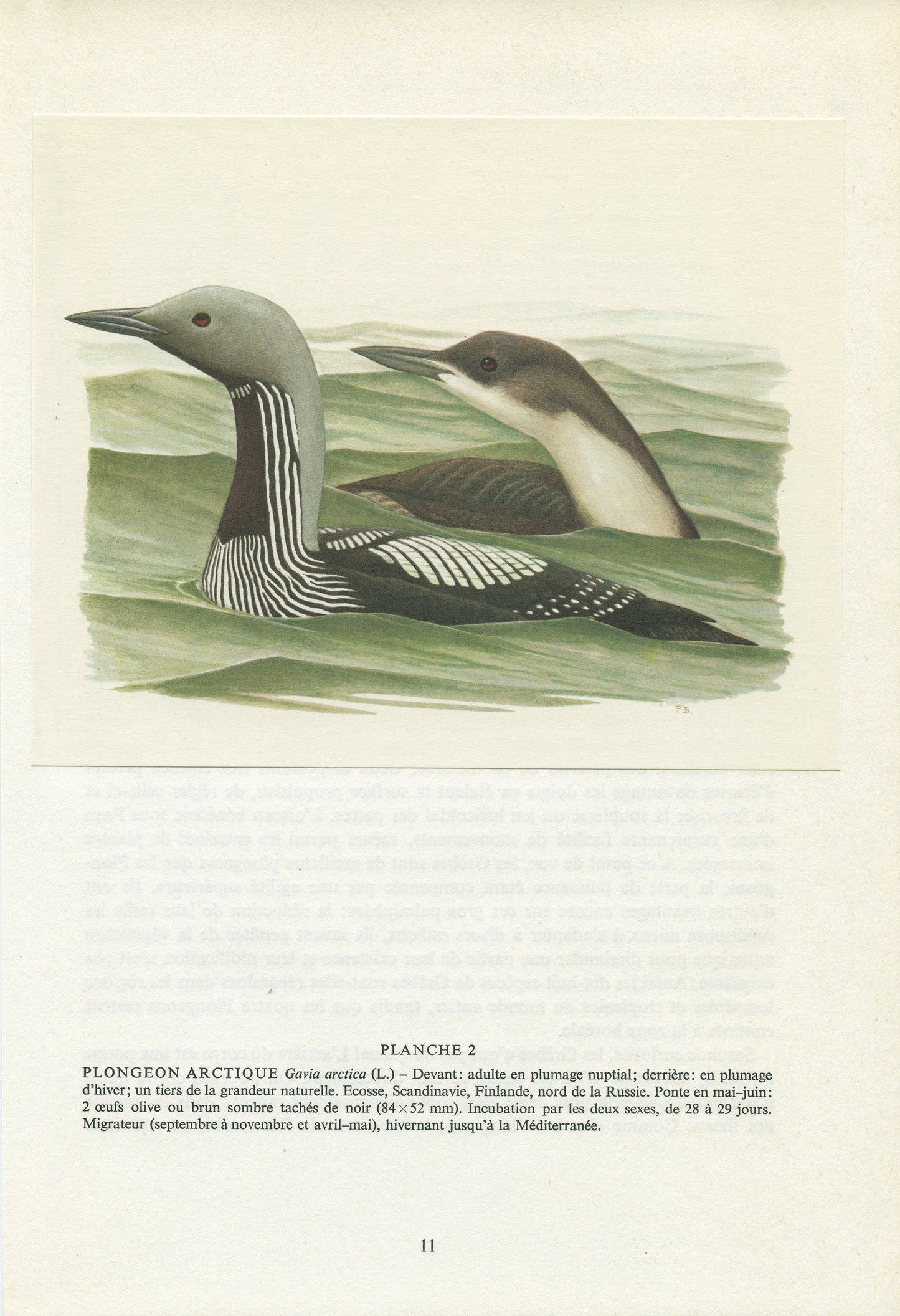 1962 Black throated loon diver bird print
